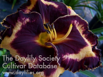 Daylily Imagine from Gascone